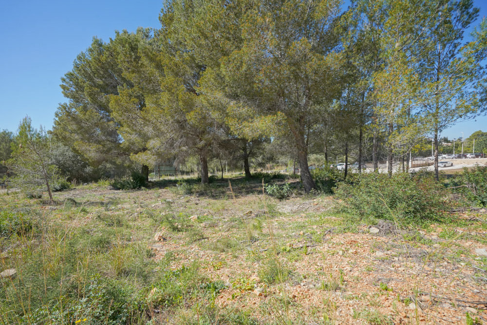 Montgo