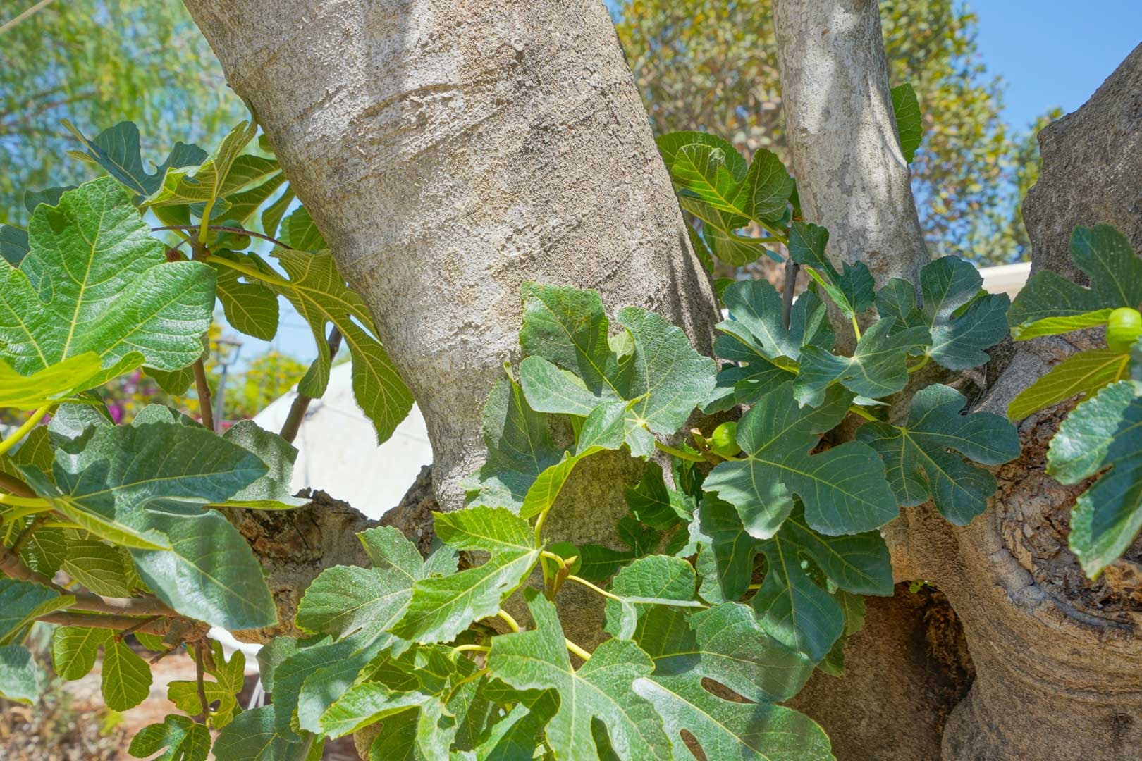 Tarraula