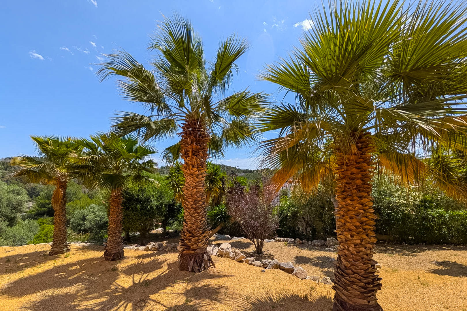 Javea