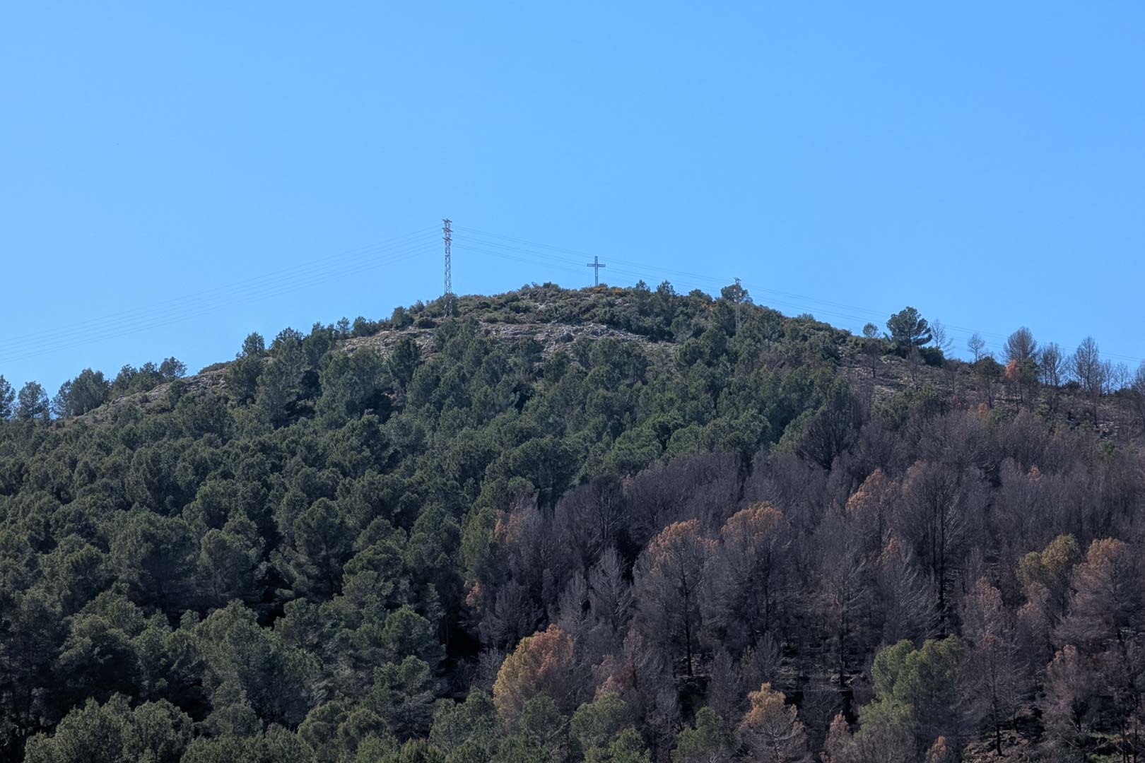Oliva