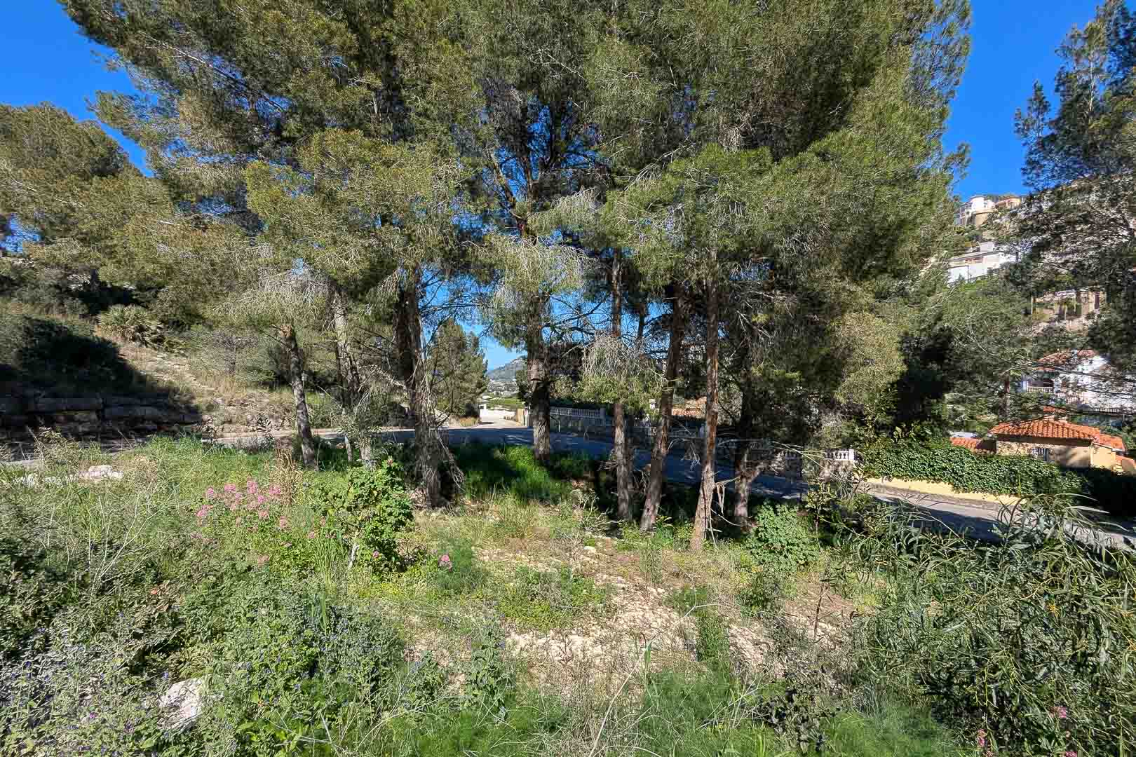 Monte Solana