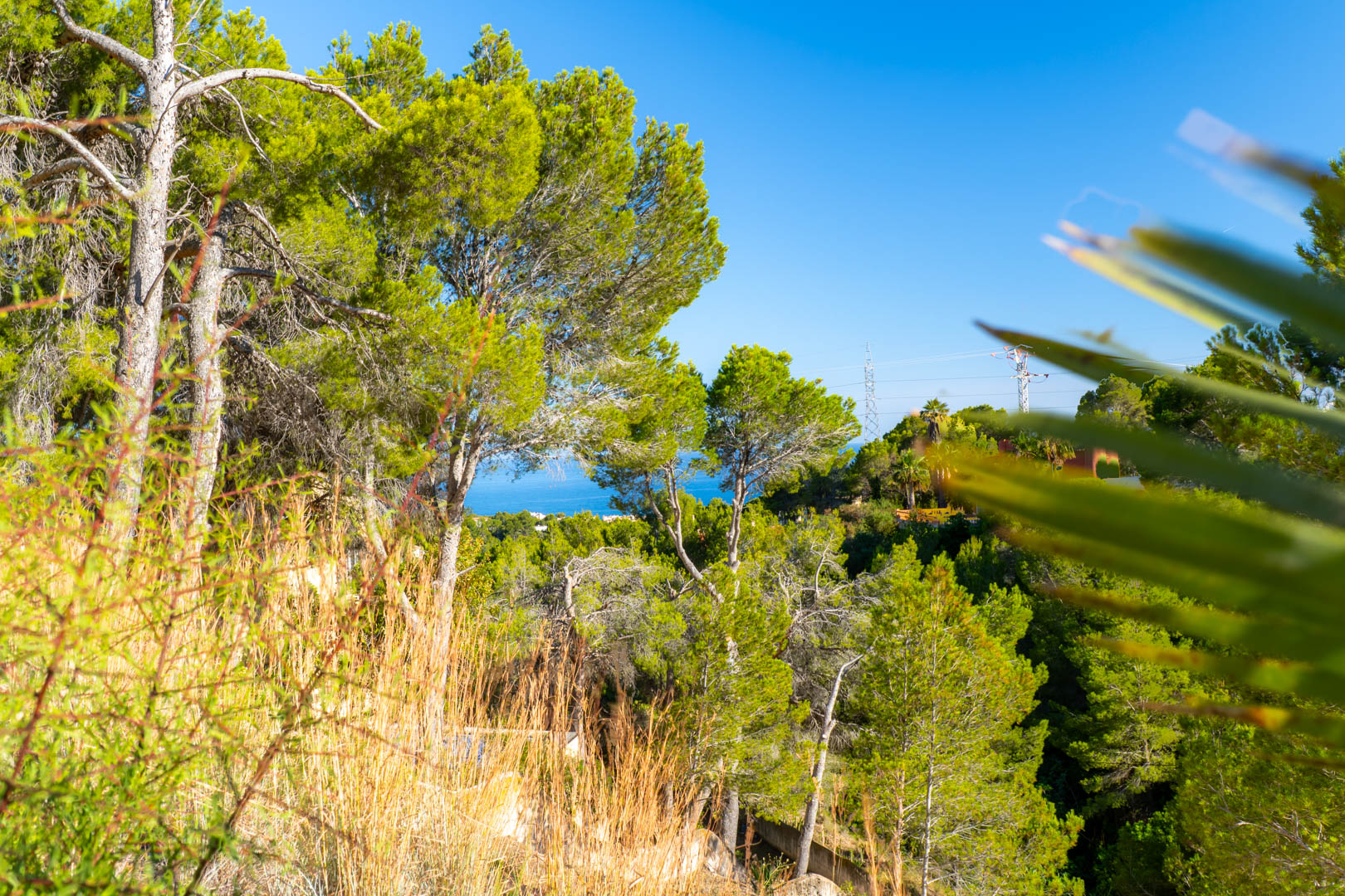 Altea